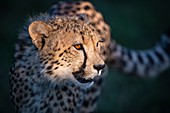 Cheetah in late afternoon light