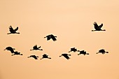 Black Crowned Crane in flight