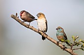 Three birds perched on branch