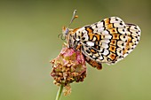 Glanville Fritillary butterfly