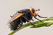 Giant Tachinid fly