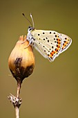 Sooty Copper butterfly