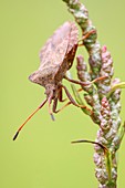 Dock bug