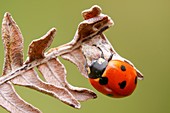 Parasitised ladybird