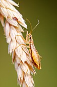 Marsh Damsel bug