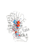 GDP-L-fucose synthase enzyme, molecular model