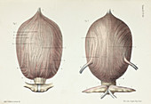 Bladder anatomy, 1866 illustration