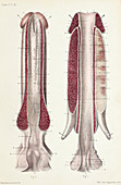 Male urethra anatomy, 1866 illustration