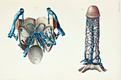 Male genital venous plexuses, 1866 illustration