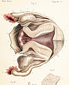 Uterus anatomy, 1866 illustration