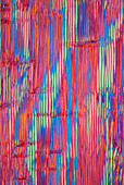 Section of Brazilian pine, polarised light micrograph
