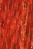 Section of African teak, polarised light micrograph