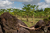 Papaya tree farm