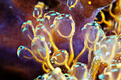 Sea squirts
