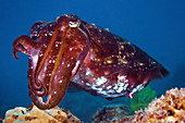 Giant cuttlefish