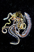 Phyllodocidae polychaete worms