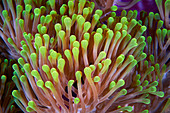 Magnificent sea anemone