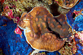 Young coral growing over old coral