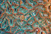 Hard coral surface