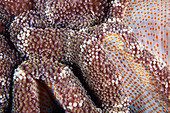Actinia carpet sea anemone