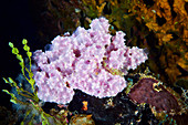 Sponge on a coral reef