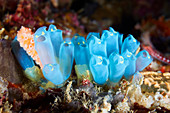Rhopalaea sea squirts