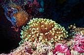 Euphyllia glabrescens hard coral