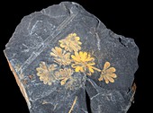 Annularia sphenophylloides fossil plant