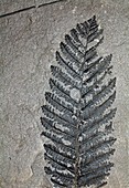 Pecopteris sp. sagillariophyllum fossil plant