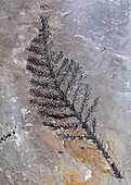 Otovicia hypnoides fossil plant