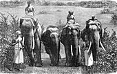 Elephant training in Java, 1860s