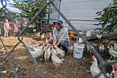 Farmer feeds free range chickens