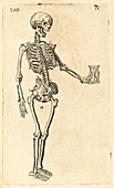 Human skeleton with hourglass, 17th century