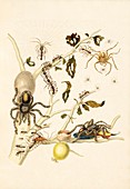 Insects of Surinam, 18th century