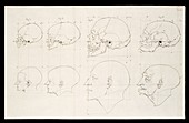 Facial angle theory of Petrus Camper, illustration