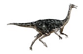 Struthiomimus, illustration