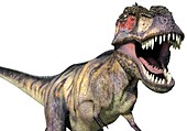 Tyrannosaurus Rex, illustration