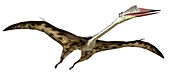 Quetzalcoatlus, illustration