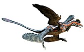 Microraptor, illustration