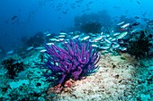 Coral reef with gorgonian