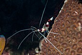 Banded coral shrimp