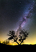 Milky Way over tree