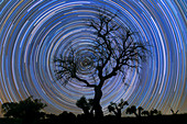 Star trails behind tree, time-exposure image