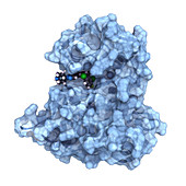 Anaplastic Lymphoma Kinase model