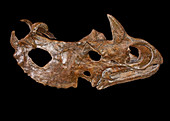 Centrosaurus Skull