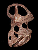 Protoceratops Andrewsi Skull
