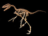 Dromaeosauridae Raptor