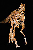 Gryposaurus Monumentensis Skull
