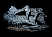 Ceratosaurus Nasicornis Skull