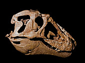 Lythronax Argestes Skull